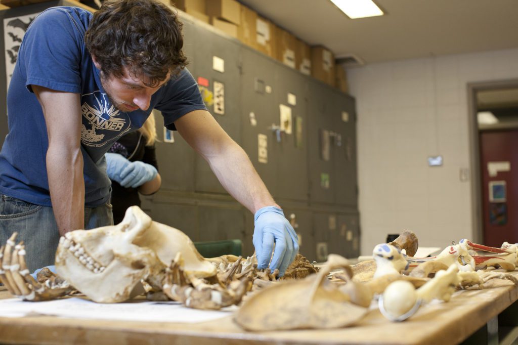 Archaeology student studying bones