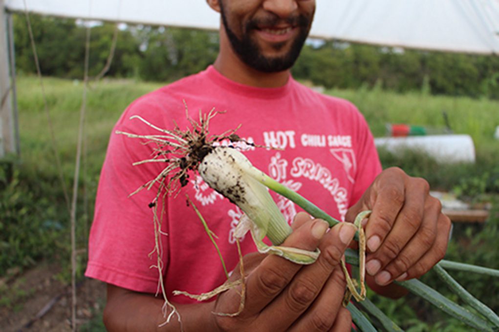 Earlham student harvests an onion from Miller Farm