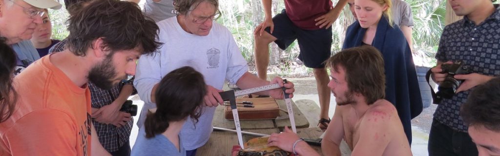 Professor working on measuring a snake in the Florida Peninsula 