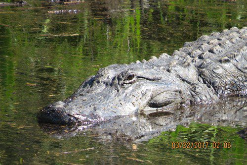 Photo of crocodile in Florida Peninsula 