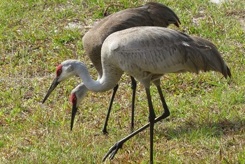 Photo of cranes in the Florida Peninsula