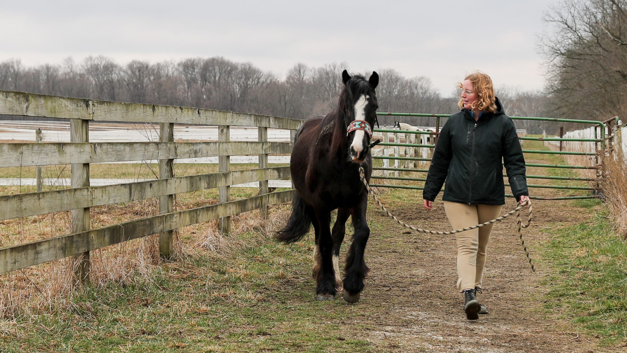 One of the horses from Earlham's Barn Co-op returns to his stable.