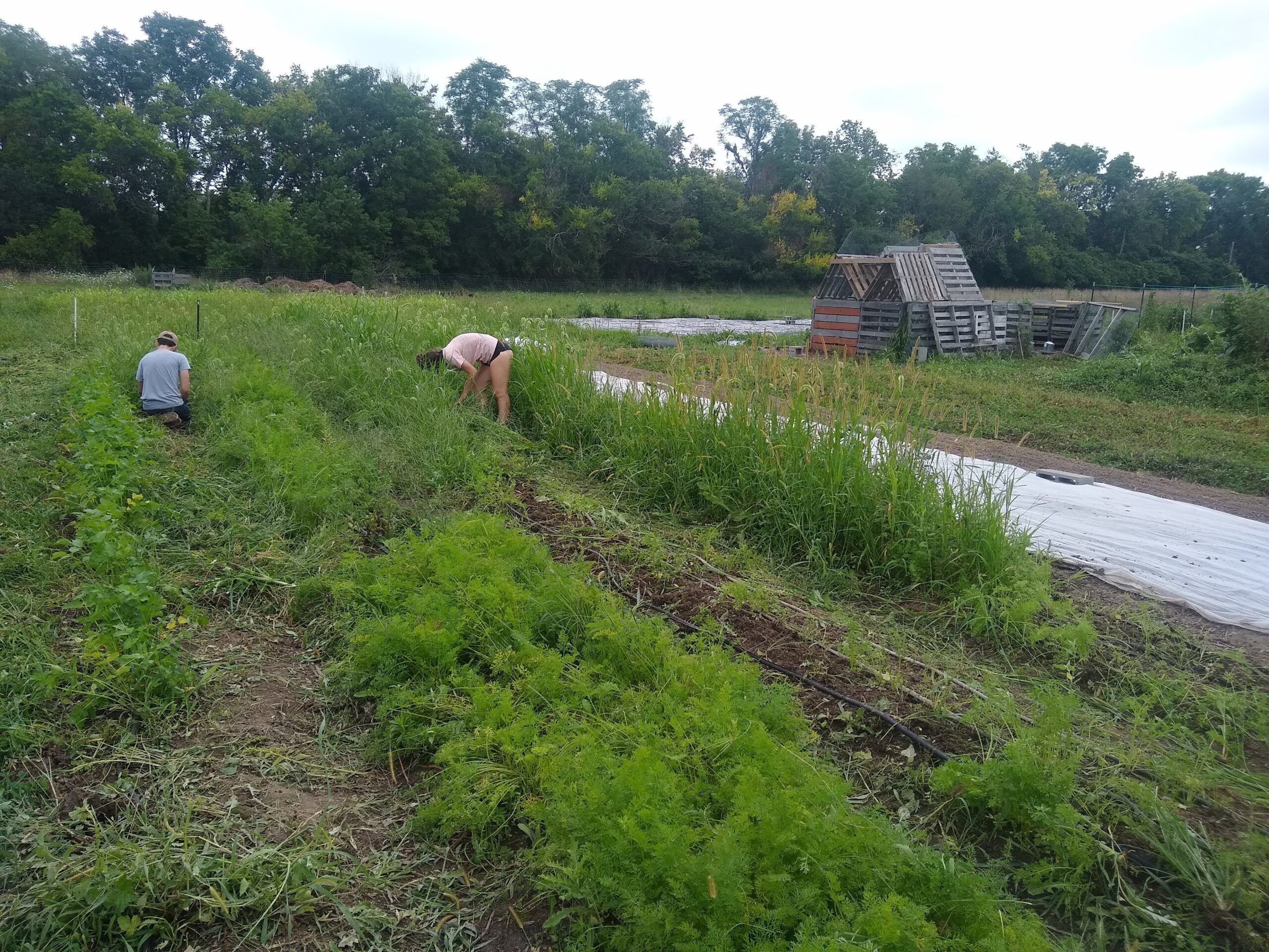 Students working in the field tending crops