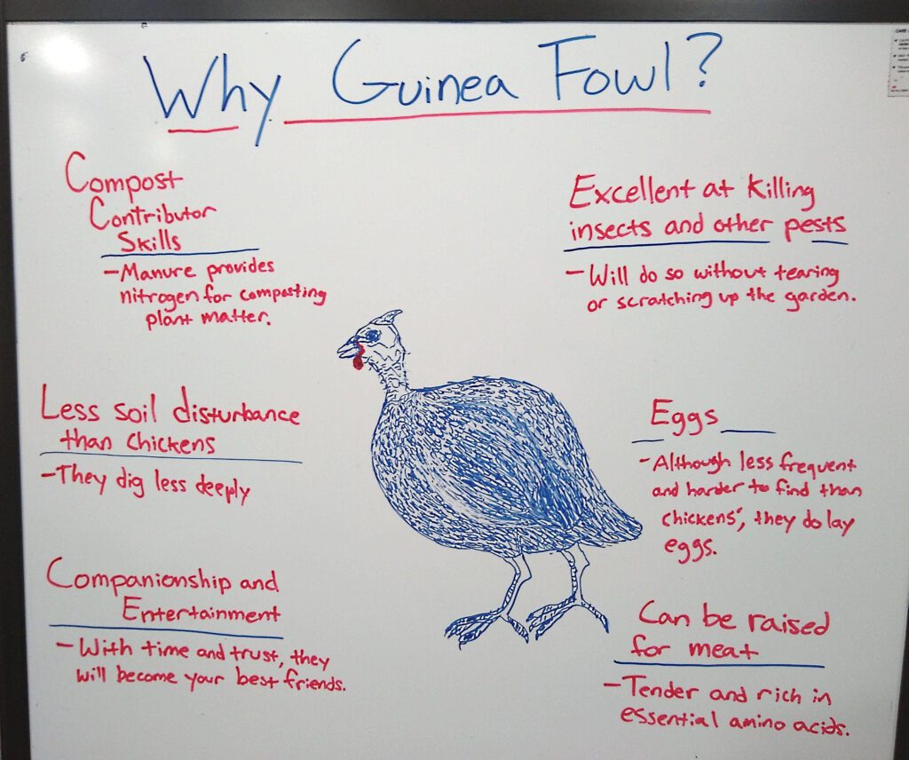 An image describing why to add Guinea fowl to your farm. 