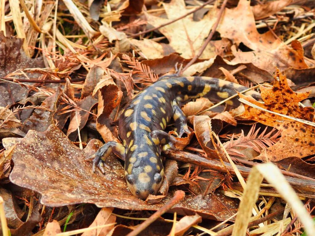 Salamander with orange spots in a pile of leaves and forest debris