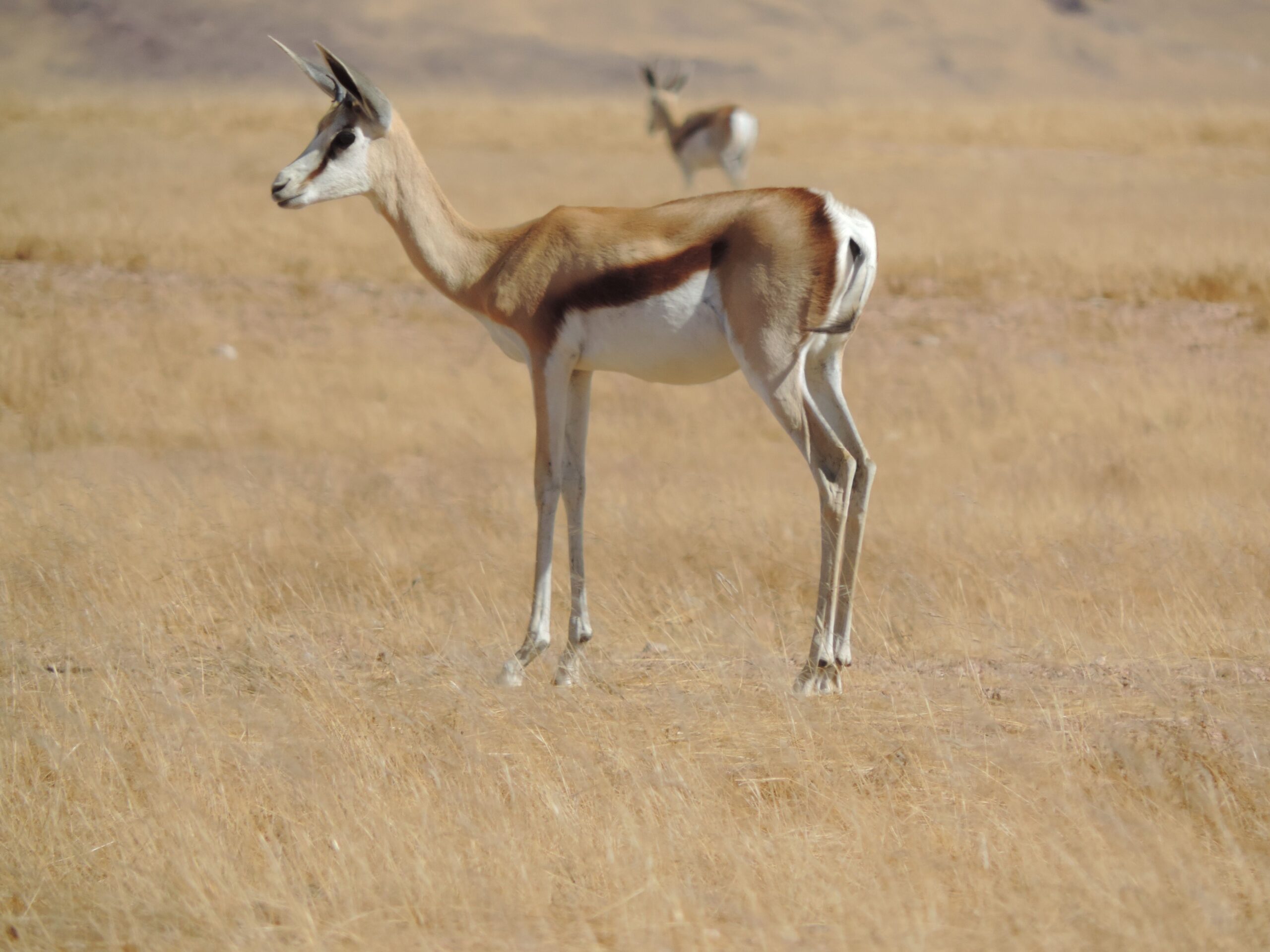 Photo of a Springbok in the African plains