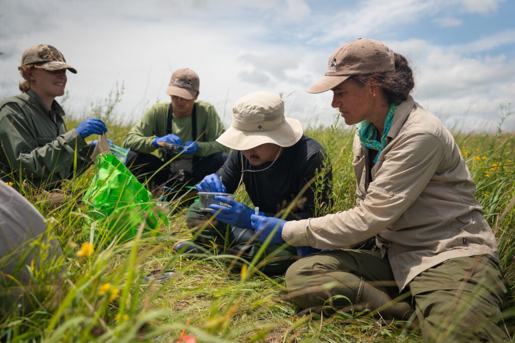 Four people from an Earlham College student-faculty research team crouch in the tall grass o a field to do field research.